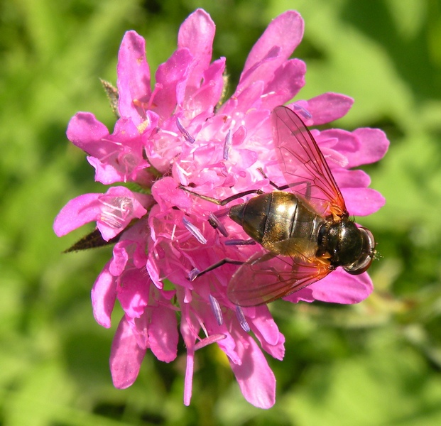 Syrphidae